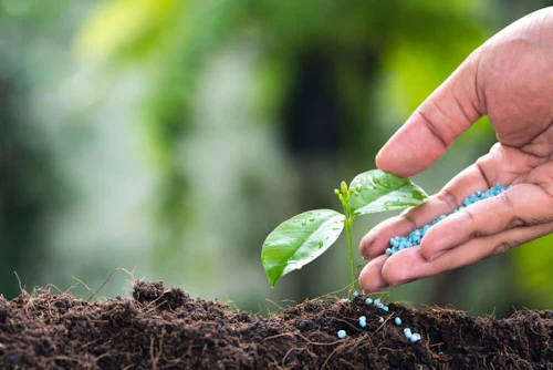 Hand putting fertilizer seeds on a plant